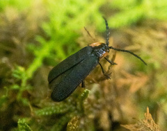 Polemius laticornis