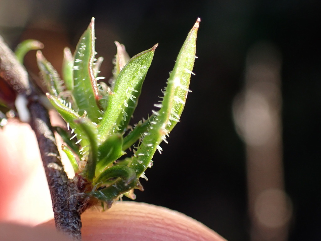 Prismatocarpus hispidus