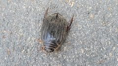 Acilius abbreviatus