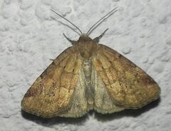 Photedes minima