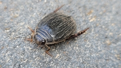 Acilius abbreviatus