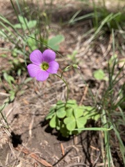 Oxalis metcalfei