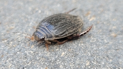 Acilius abbreviatus