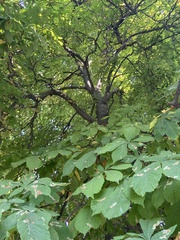 Aesculus hippocastanum
