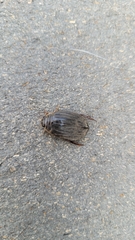 Acilius abbreviatus