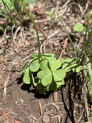 Oxalis metcalfei