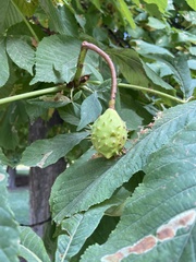 Aesculus hippocastanum