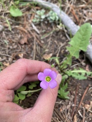 Oxalis metcalfei