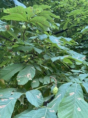 Aesculus hippocastanum