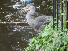 Ardea cinerea