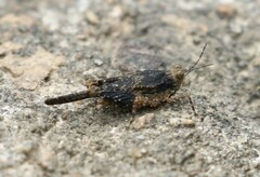 Paratettix cucullatus