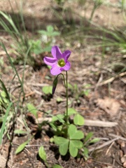 Oxalis metcalfei