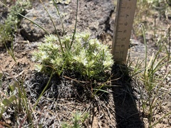 Eremogone franklinii