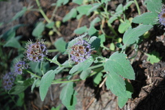 Phacelia hydrophylloides