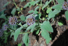Phacelia hydrophylloides