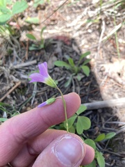 Oxalis metcalfei