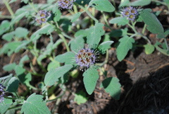 Phacelia hydrophylloides