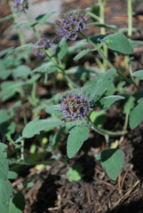 Phacelia hydrophylloides
