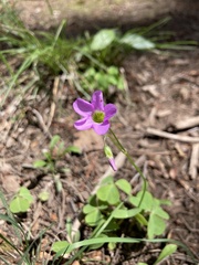 Oxalis metcalfei