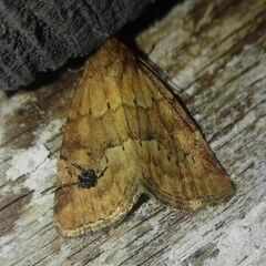 Photedes minima