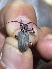 Glaucotes yuccivorus