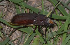 Mallodon dasystomus