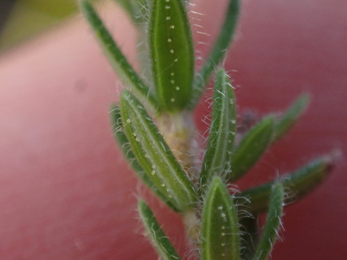 Image of Erica flaccida by (c) Ren Hoekstra, some rights reserved (CC BY)