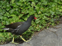 Gallinula chloropus