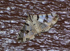 Conchylodes salamisalis