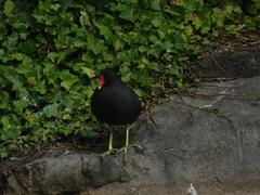Gallinula chloropus