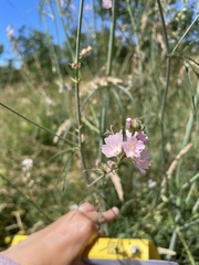 Sidalcea campestris