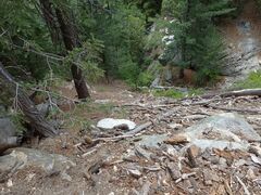 Rhododendron occidentale