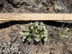 Eremogone franklinii