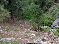 Rhododendron occidentale