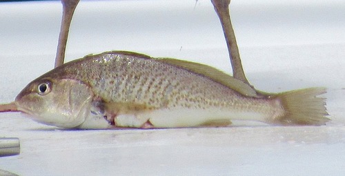 Atlantic Croaker