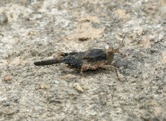 Paratettix cucullatus