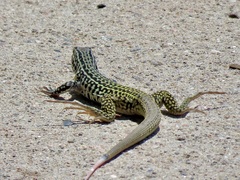 Aspidoscelis tesselatus