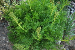 Artemisia norvegica