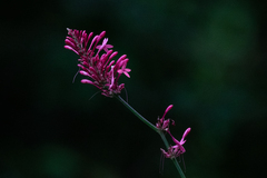 Odontonema callistachyum