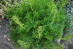 Artemisia norvegica