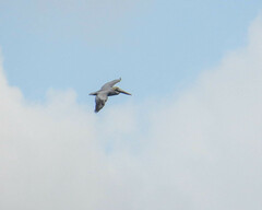 Pelecanus occidentalis
