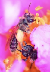 Andrena thaspii