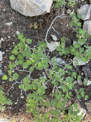 Ribes viscosissimum