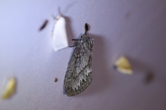 Gloveria arizonensis