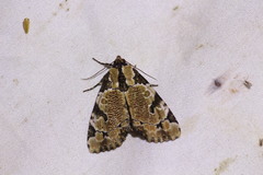 Stibaera thyatiroides