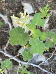 Ribes viscosissimum