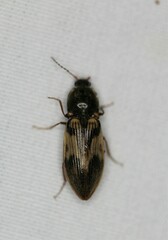 Stropenron hieroglyphica