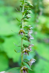 Epipactis