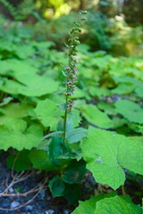 Epipactis