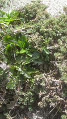 Hypochaeris sessiliflora